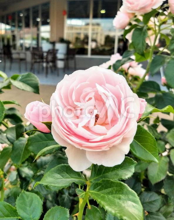 薔薇とカフェテラス 薔薇,バラ,カフェテラスの写真素材