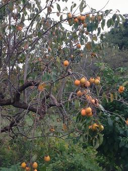 千葉市内　住宅地の柿の木 柿の実,自生,長閑なの写真素材