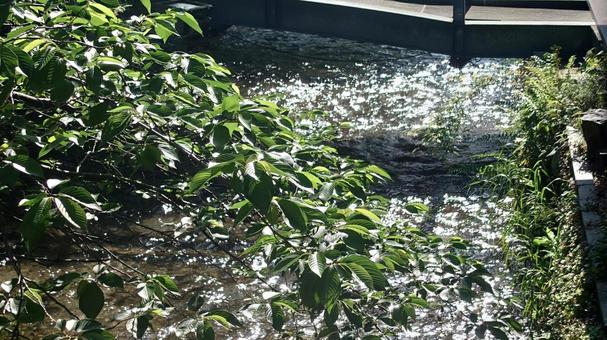 琵琶湖疎水 琵琶湖疎水 水,流れ,新緑の写真素材