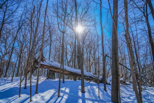 冬の森と倒木（シュミの森） 雪,森,木々の写真素材