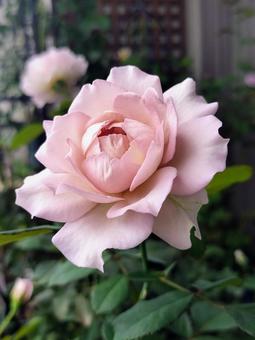 ベランダのバラ・ニューウェーブの写真