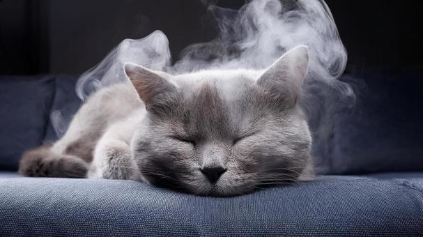 煙にまみれる猫２の写真