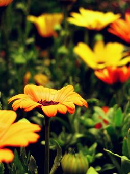 花 花の写真