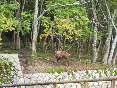 木と牡鹿(11月上旬) 緑色,茶色,灰色の写真素材