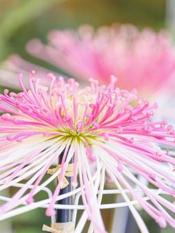 菊 菊 菊,菊の花,キクの写真素材