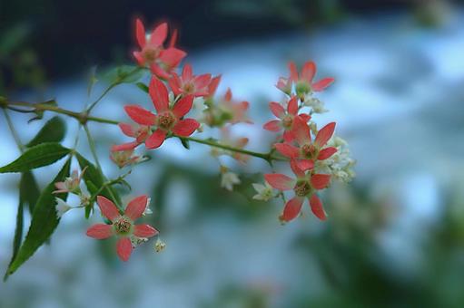 花模様ー季節の花 花模様ー季節の花の写真