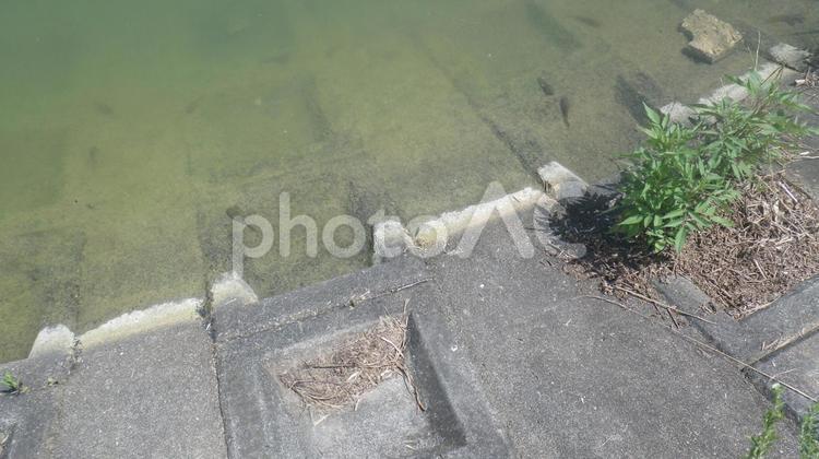 ため池のオタマジャクシ 釣り,田舎,風景の写真素材