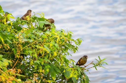 カワラヒワ(102) 鳥,カワラヒワ,野鳥の写真素材