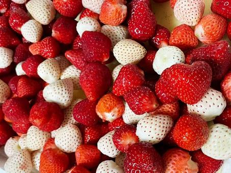 赤いイチゴと白イチゴのフレッシュミックス いちご,苺,いちご狩りの写真素材