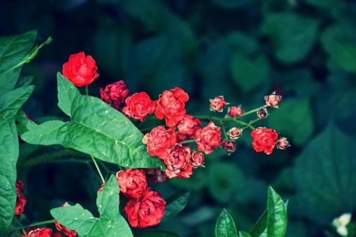 小さな薔薇 小さな薔薇の写真