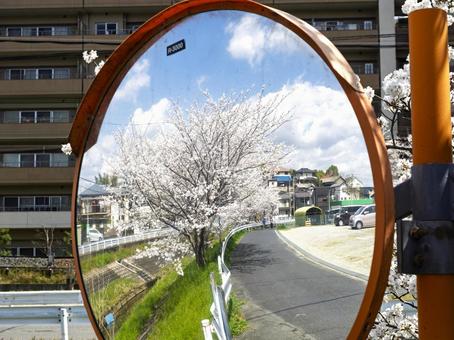 Spring scenery reflected in the convex mirror, JPG Spring scenery reflected in the convex mirror, JPG
