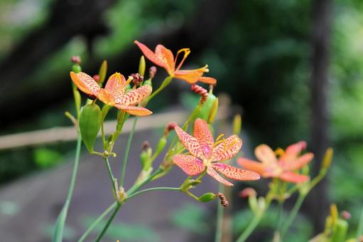 ヒオウギ・檜扇 ヒオウギ・檜扇 ヒオウギ・檜扇,風景マクロ,草花の写真素材