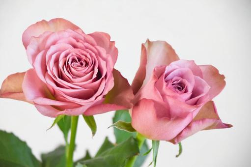 紫のばらの写真