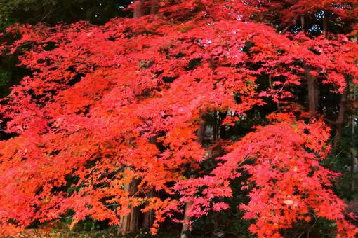 紅葉 紅葉 真っ赤,赤,紅葉の写真素材