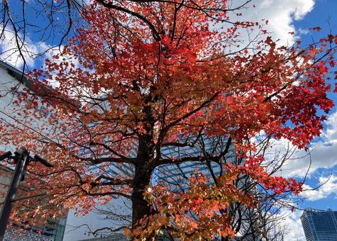 ビルの谷間の紅葉 ビルの谷間の紅葉 紅葉,青空,もみじの写真素材