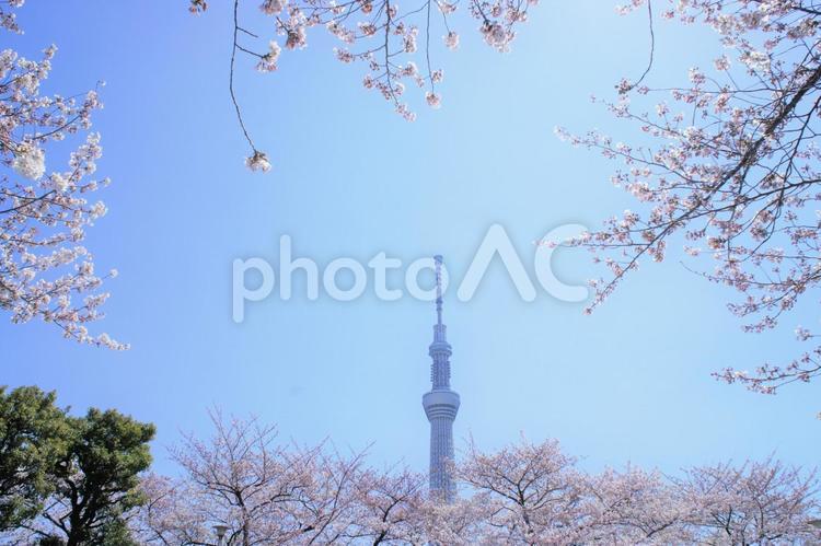 東京スカイツリーと桜-7 東京スカイツリー,桜,青空の写真素材