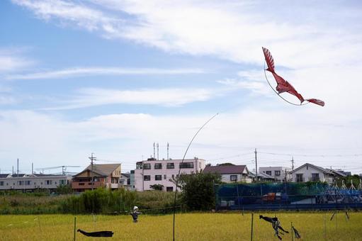 稲穂と田んぼの風景 稲穂と田んぼの風景の写真