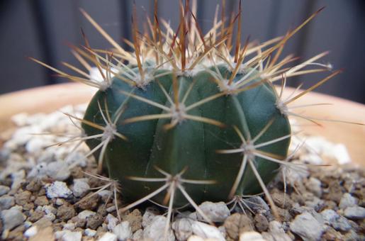 サボテン（品種：巻雲） 多肉植物,植物,花の写真素材