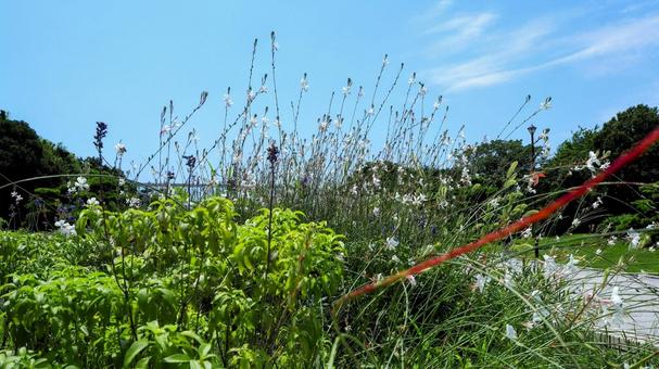 葛西臨海公園の散策路・夏の花(江戸川区) 葛西臨海公園の散策路・夏の花(江戸川区)の写真