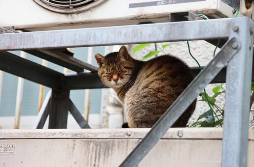 エアコン室外機の間にいた野良猫：キジトラ キジトラ,野良猫,室外機の写真素材