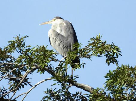 高い木の上に立つアオサギ 高い木の上に立つアオサギの写真