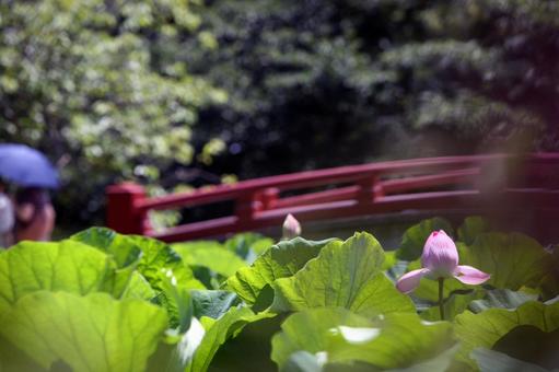 朱の橋と蓮の花 朱の橋と蓮の花の写真