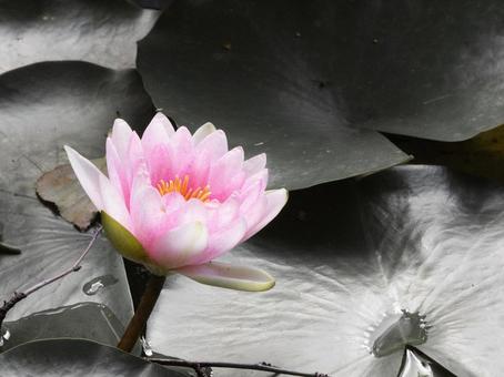秋の睡蓮 秋の睡蓮 睡蓮,スイレン,水蓮の写真素材