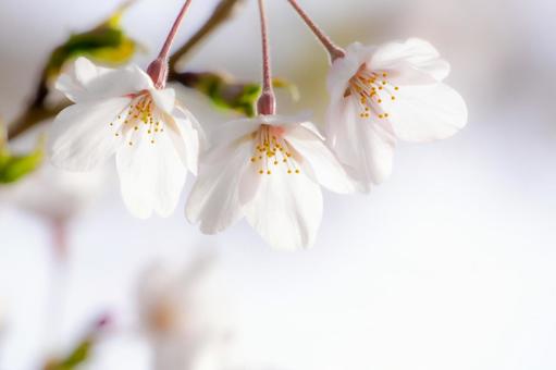 可憐な花、桜のクローズアップ 可憐な花、桜のクローズアップ 桜,クローズアップ,アップの写真素材
