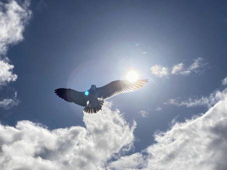 鳥と太陽 鳥と太陽の写真