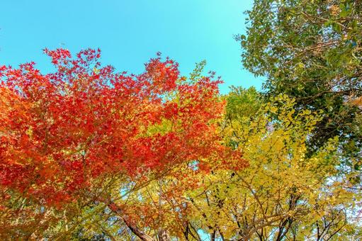 青空に映える春日公園の紅葉 秋,紅葉,赤いもみじの写真素材