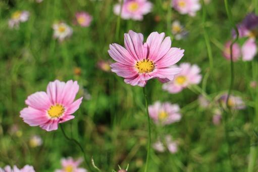 Cosmos Happy Ring, JPG
