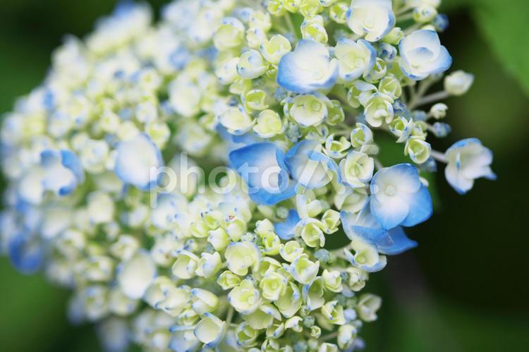 アジサイのお花畑 アジサイ,紫陽花,花の写真素材