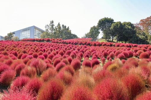 紅葉したコキア コキア,ホウキギ,紅葉の写真素材