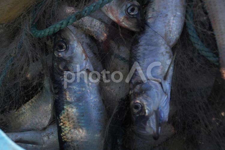 ニシンが獲れた朝　：鰊 鰊,春,漁港の写真素材