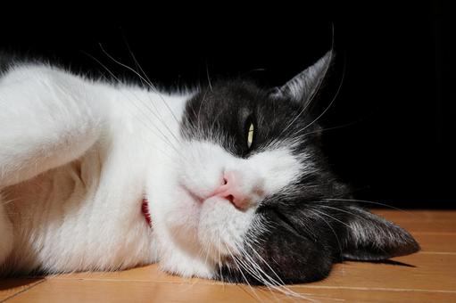 横になる猫 横になる猫 猫,足長マンチカン,横になる.横たわるの写真素材