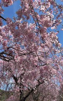 桜 桜の写真