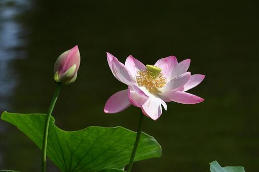 神聖な花 神聖な花 ハス,花,ハス科の植物の写真素材