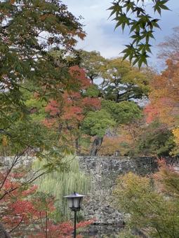 初紅葉 全て自分で撮影したものです。,西の丸庭園,紅葉渓庭園の写真素材
