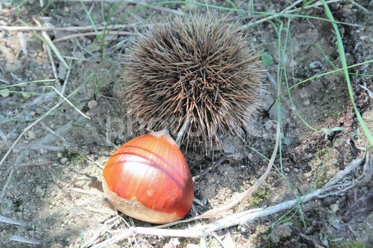 畑に落ちた栗の実 栗,秋の味覚,食べ物の写真素材