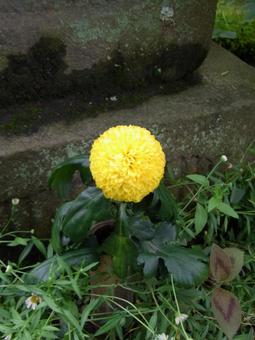 A round yellow pot mum in front of the stone monument, JPG