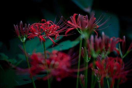 ヒガンバナ ヒガンバナの写真