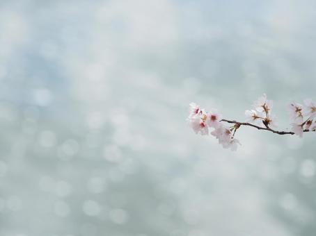 桜の写真