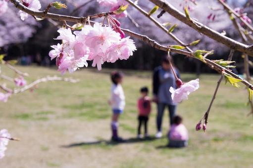 満開の桜 満開の桜の写真