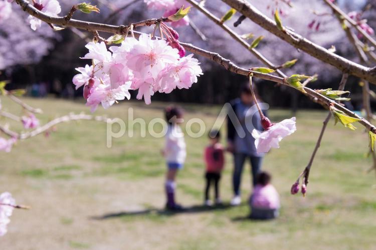 満開の桜 桜,春,お花見の写真素材