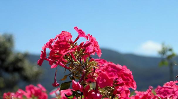 初秋の河口湖畔の宿根フロックスの花 初秋の河口湖畔の宿根フロックスの花の写真