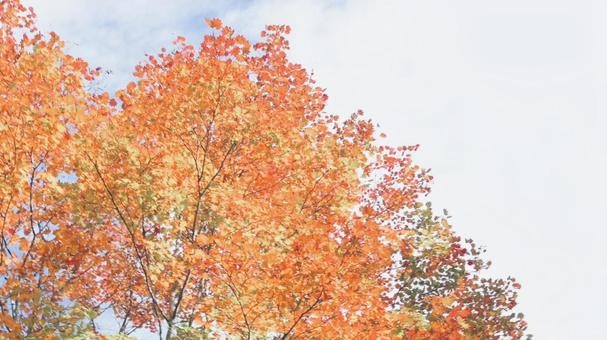 紅葉 紅葉,秋,オレンジの写真素材