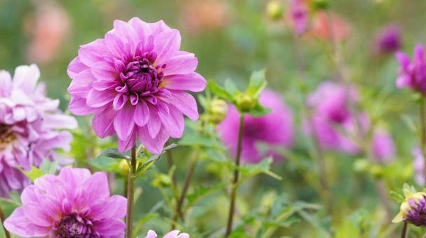 秋のダリア園-848 秋のダリア園-848の写真