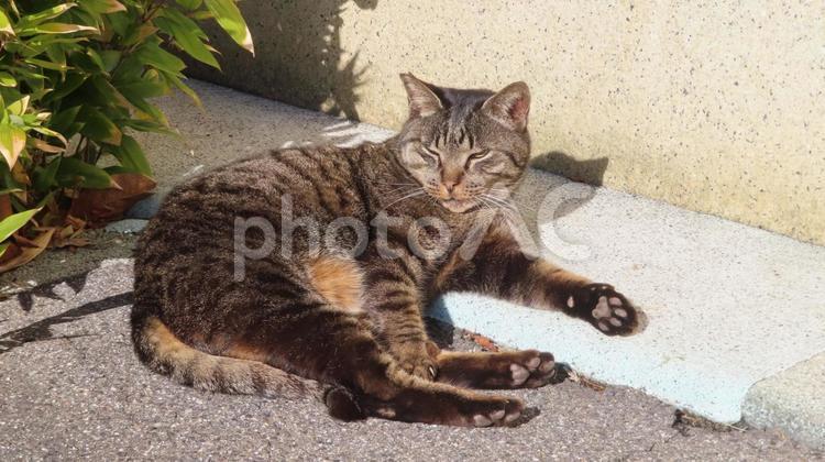 肉球と表情に迫力と存在感があるモフモフ猫 猫,キジトラ,肉球の写真素材