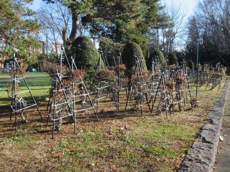 公園の冬囲い 植木,公園,冬の写真素材