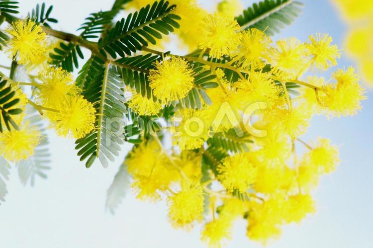 黄色い小花　ミモザの花のクローズアップ ミモザ,春,ミモザの花の写真素材